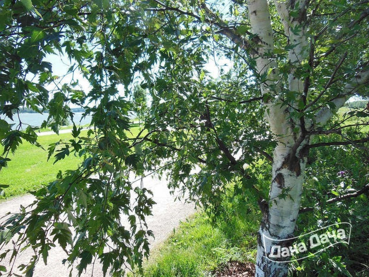 Betula берёза белая