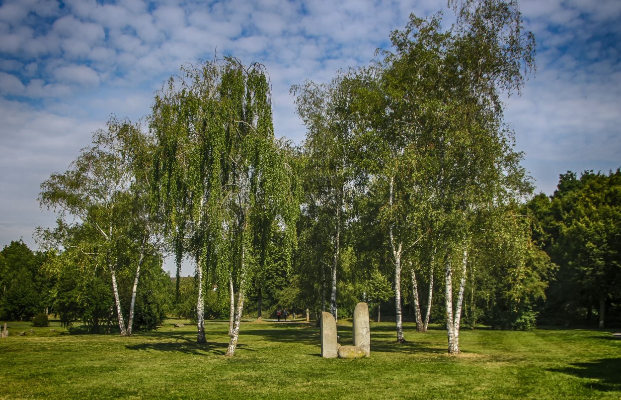 Береза повислая (бородавчатая)