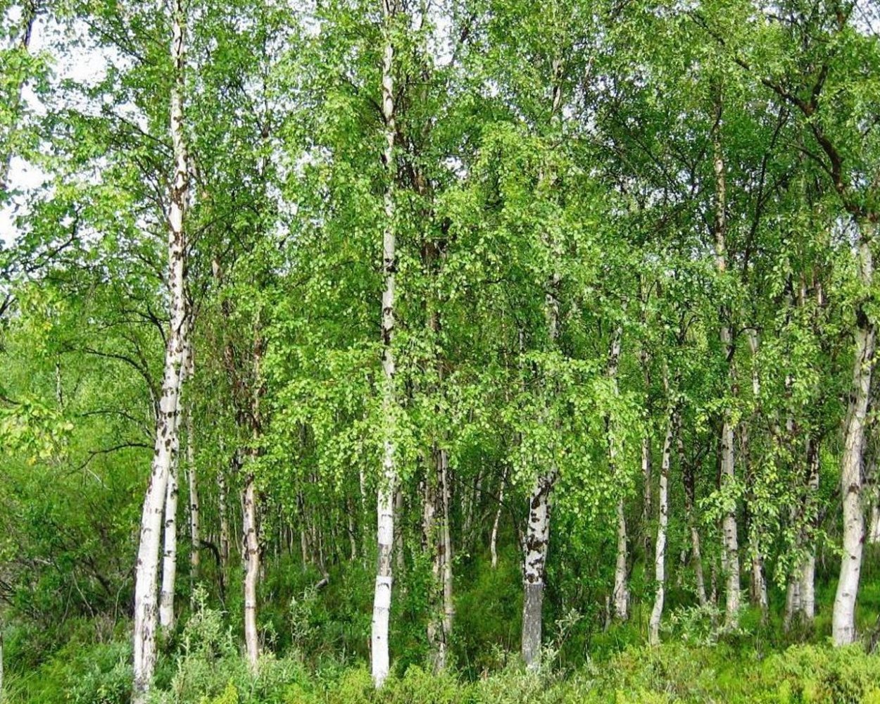 Берёза повислая
