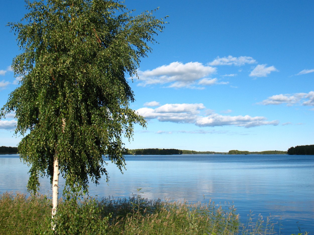 Betula Alba (Бетула Альба) береза повислая