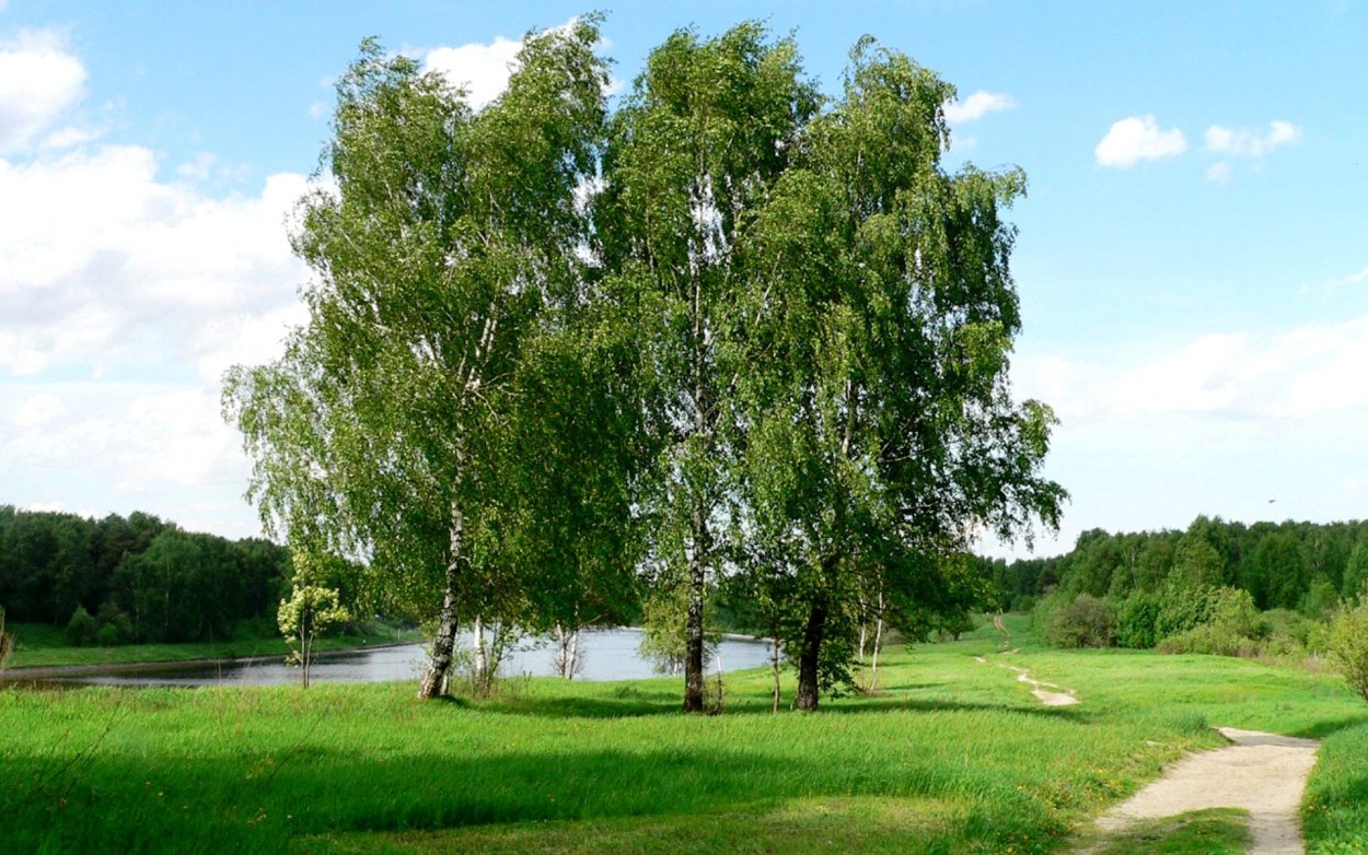 Береза бородавчатая