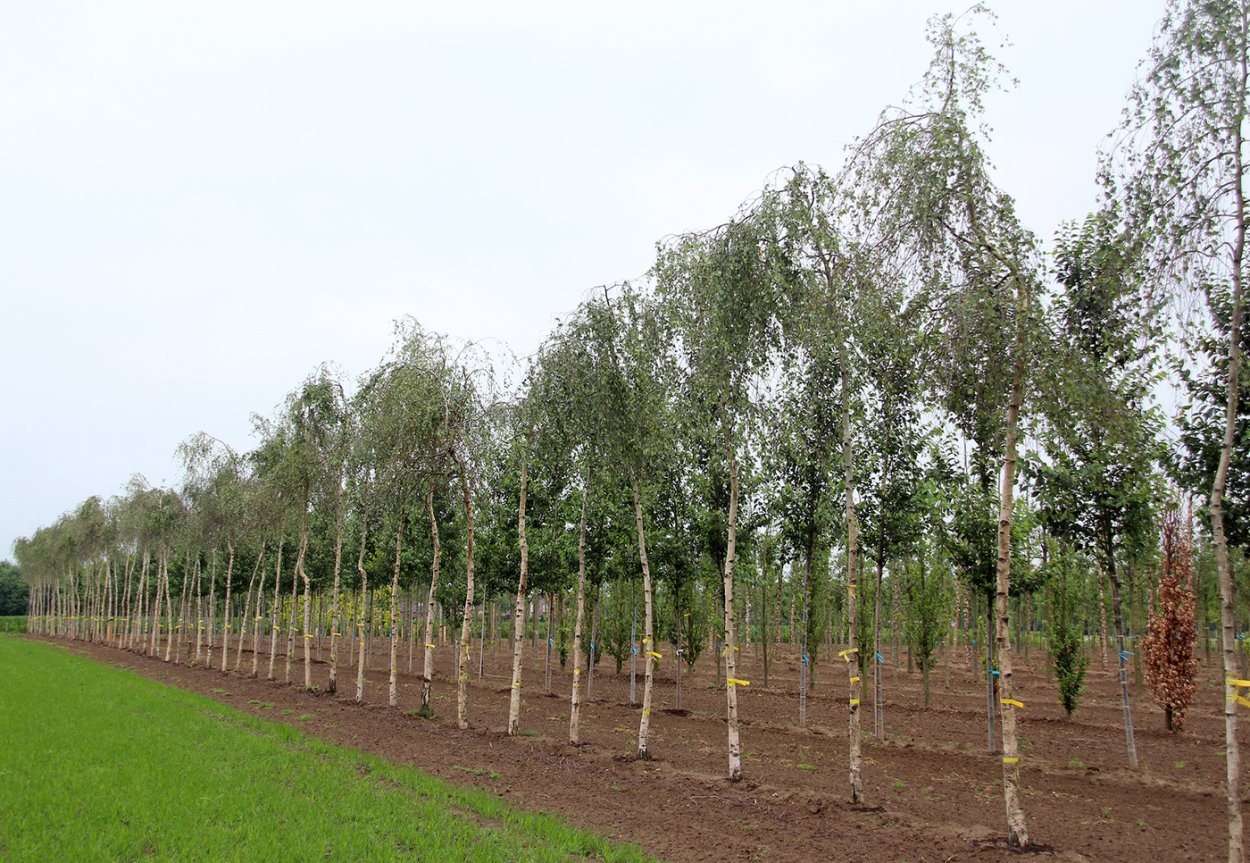 Birch catkins