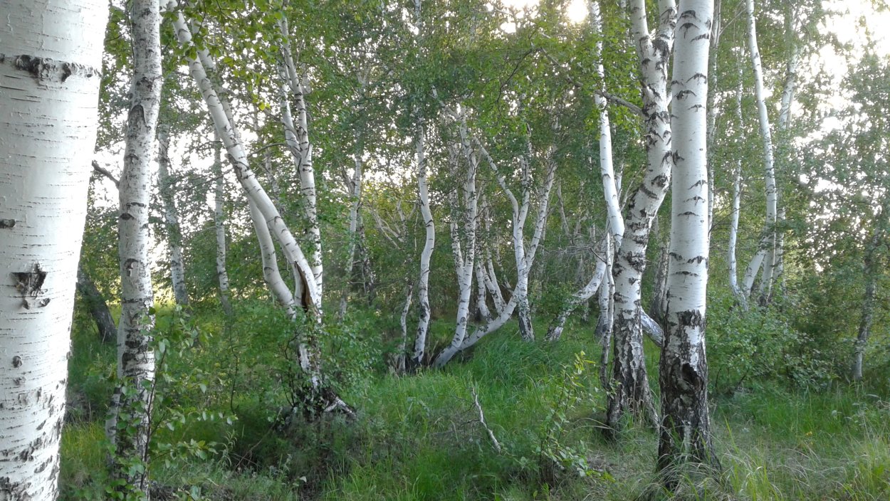 Кудрявая береза