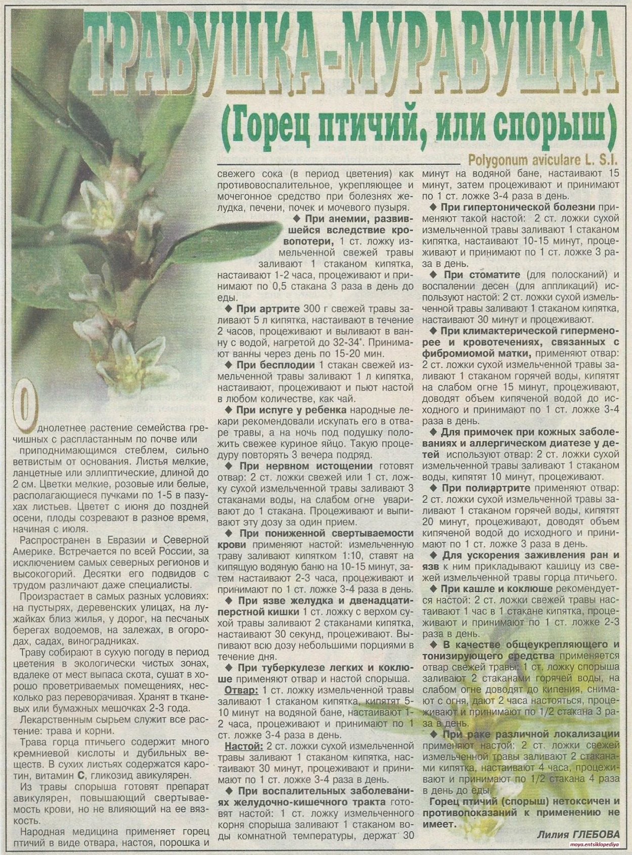 Гречиха цветет