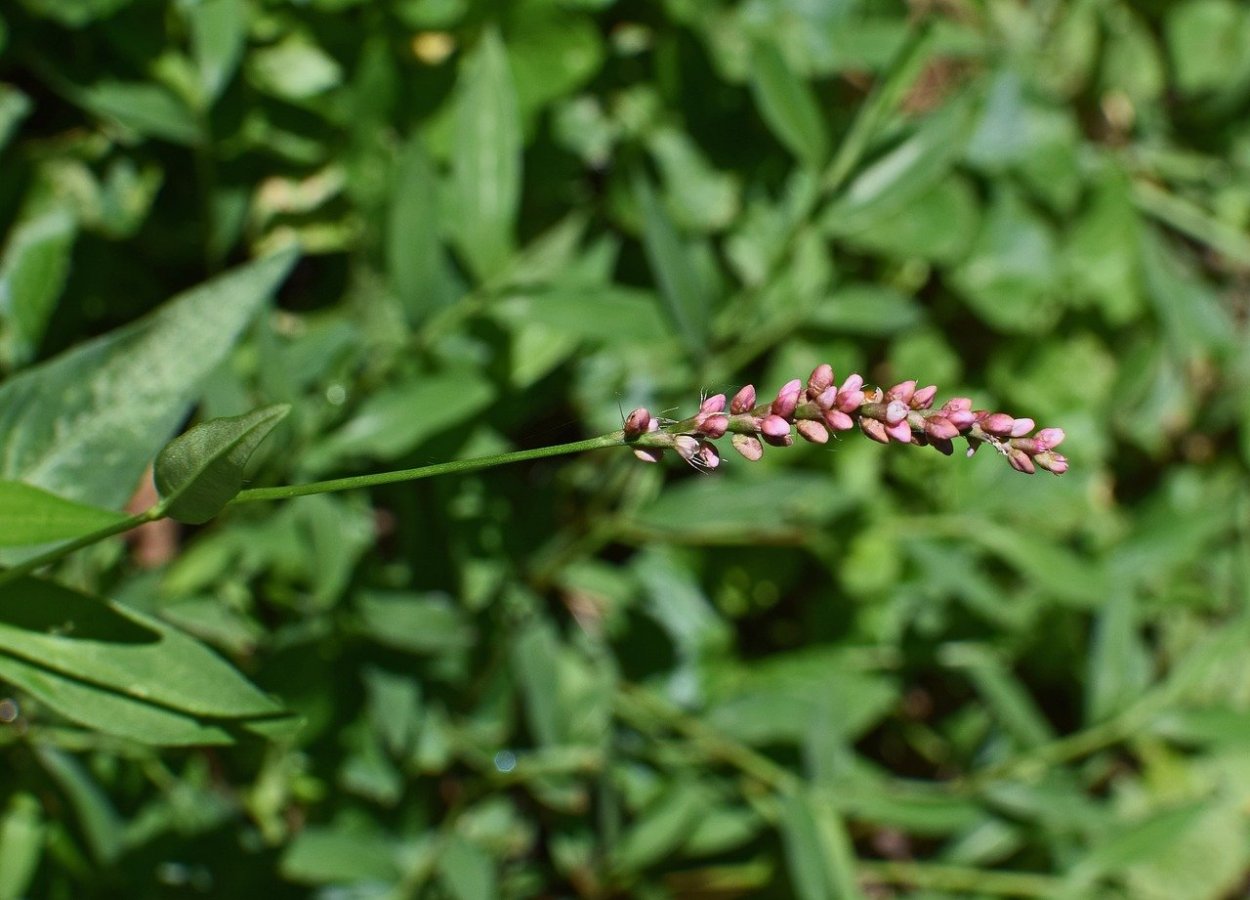 Горец пенсильванский Polygonum pensylvanicum