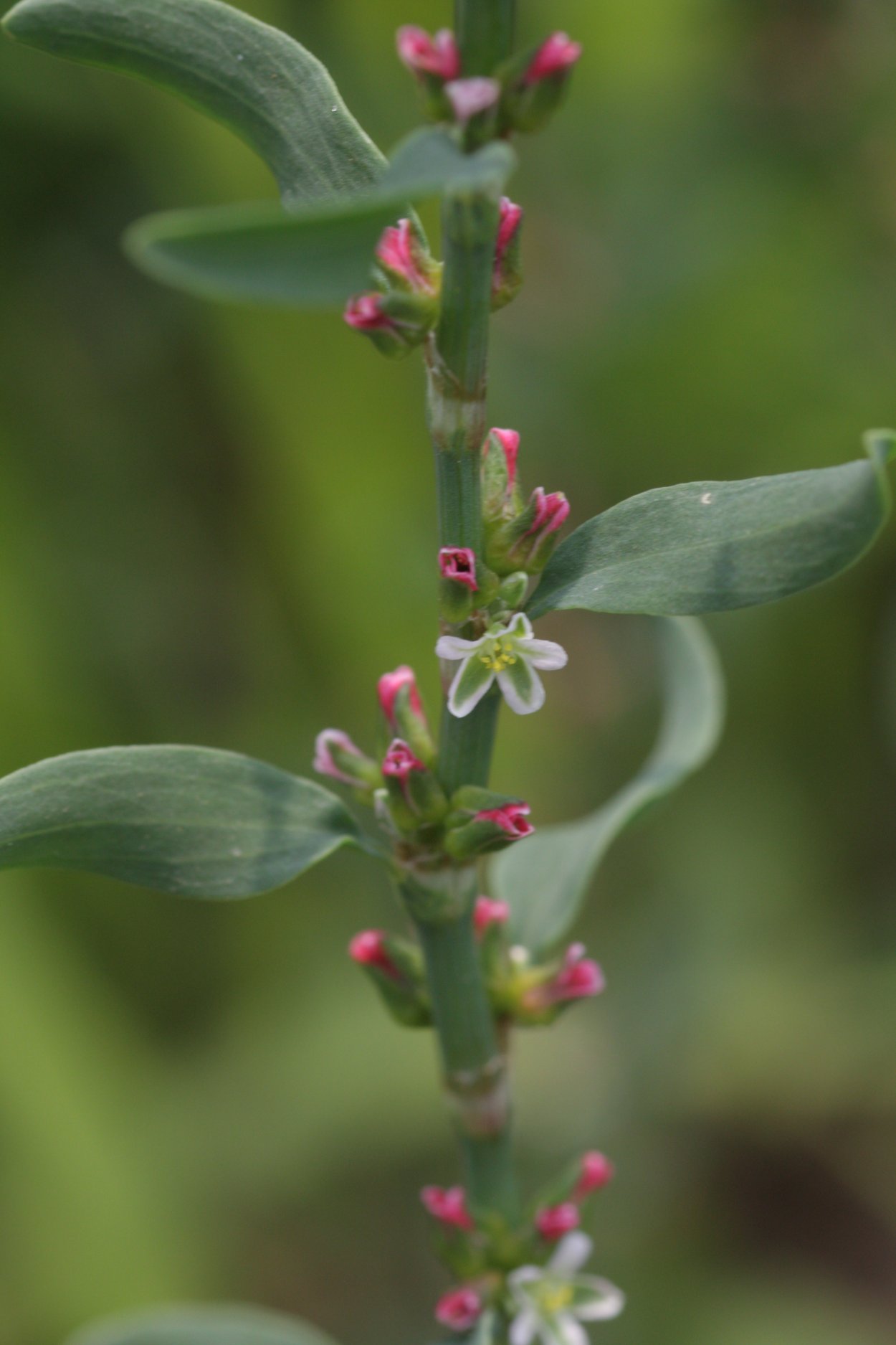 Горец птичий (Polygonum aviculare)