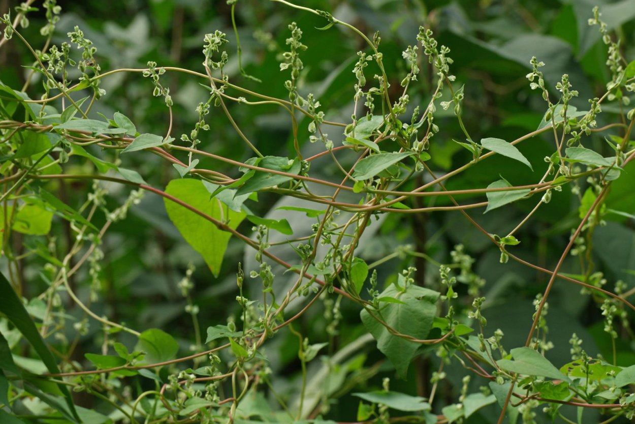 Горец вьюнковый (Polygonum Convolvulus l.)