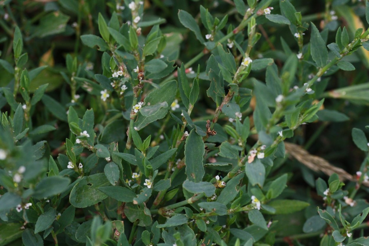 Горец птичий (Polygonum aviculare)