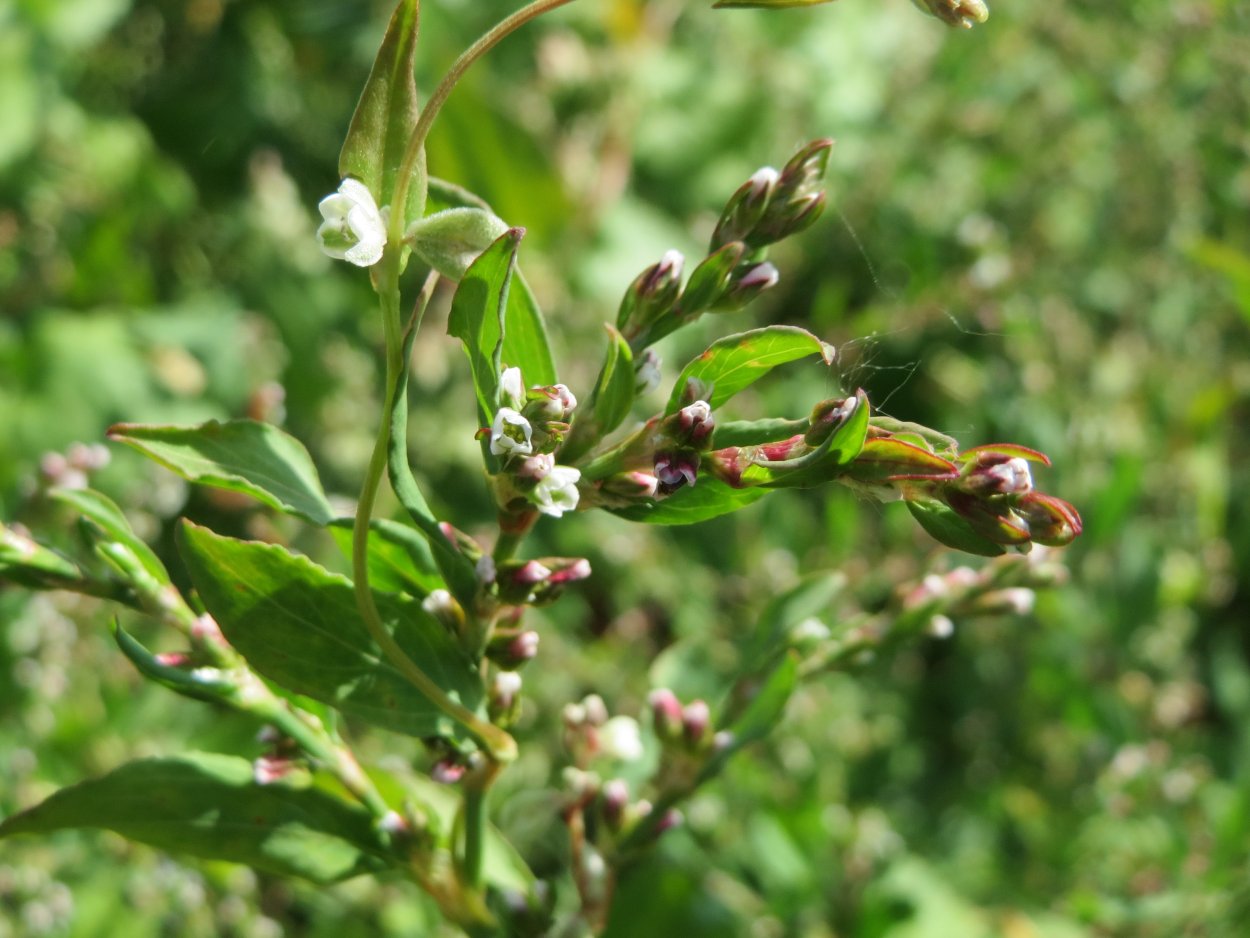 Спорыш (Горец) птичий — Polygonum aviculare l.