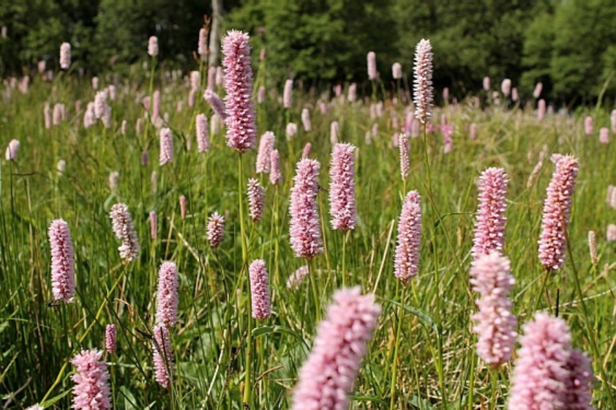 Горец птичий (спорыш) (Polygonum aviculare)
