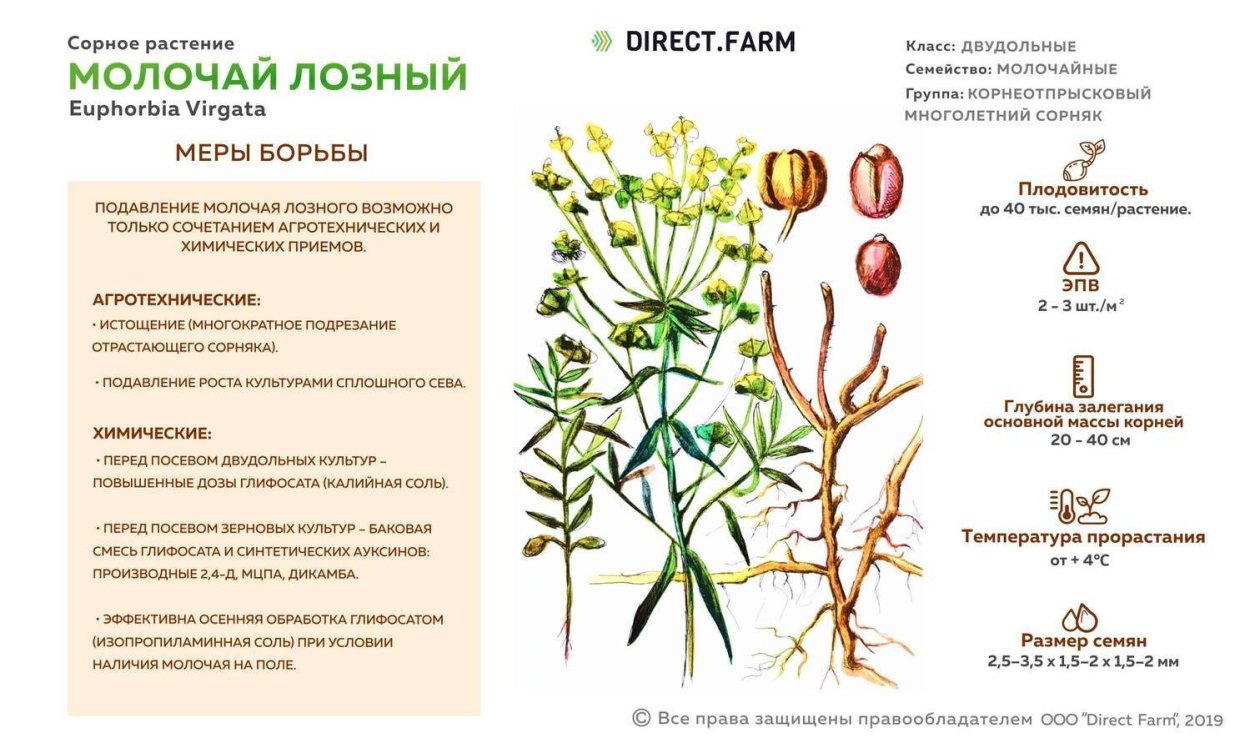 Молочай лозный формула цветка