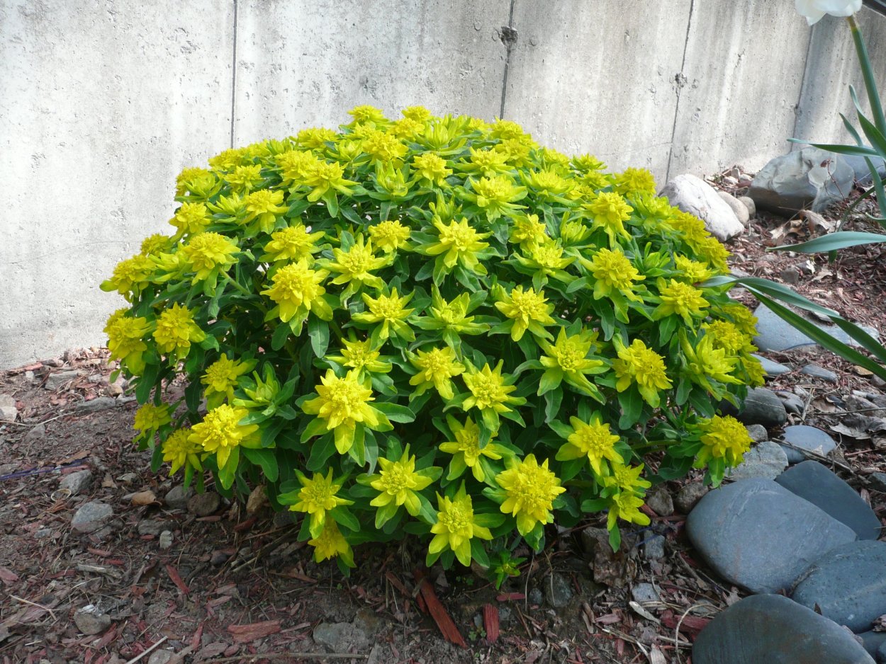 Молочаем многоцветным (Euphorbia polychroma)