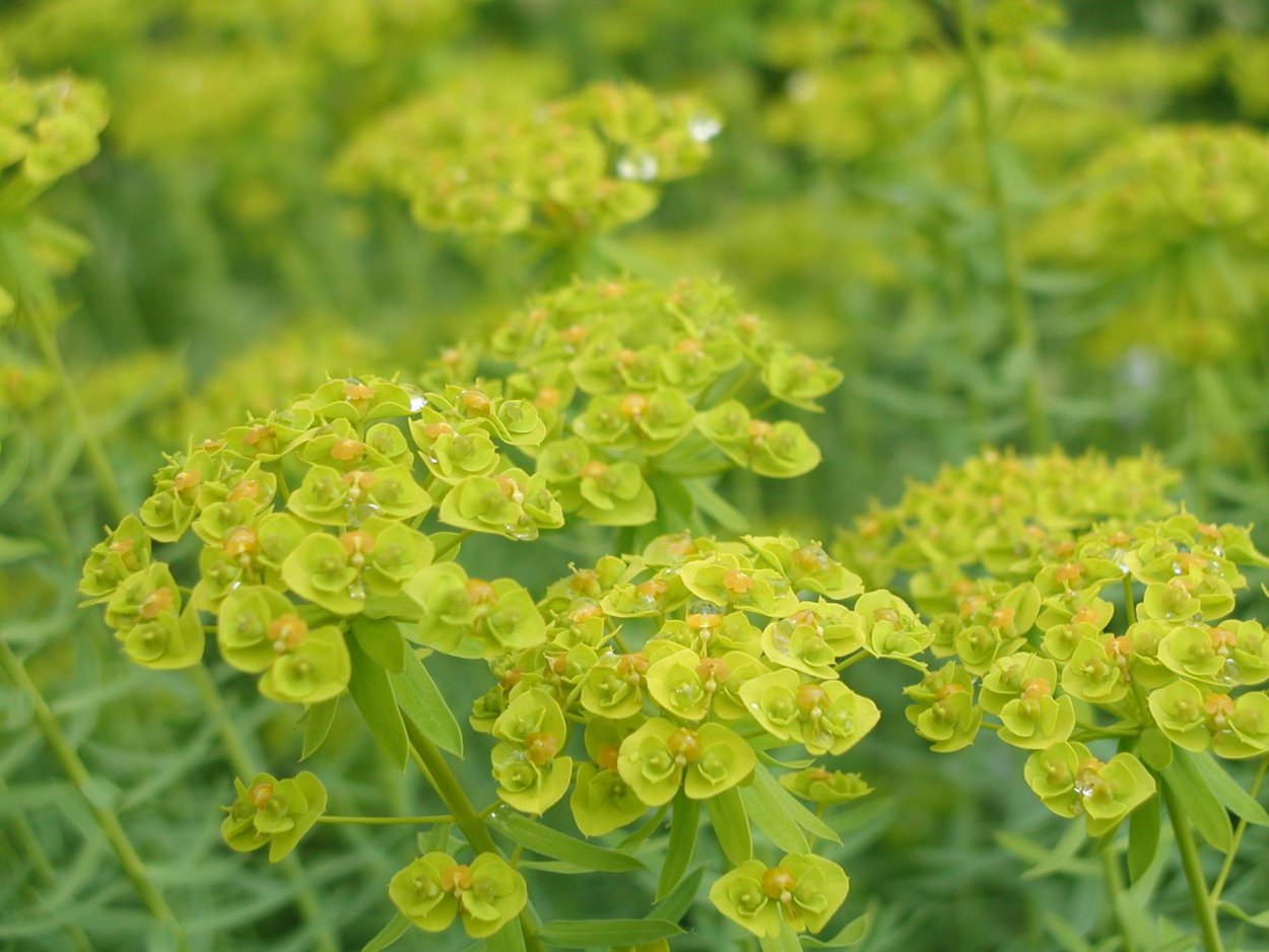 Молочай Сегье Euphorbia seguieriana