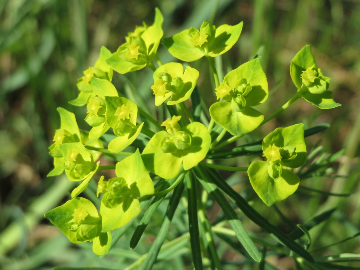 Молочай Уральский - Euphorbia uralensis