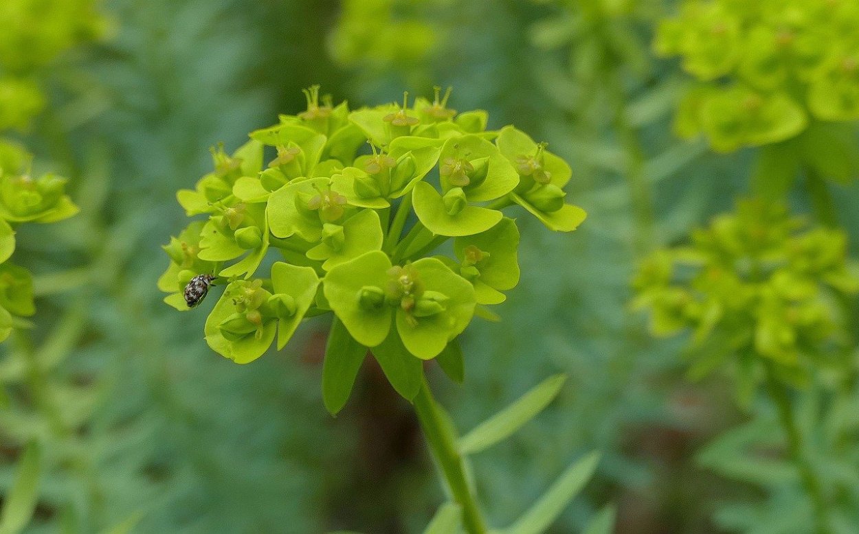Молочай лозный (Euphorbia virgata)
