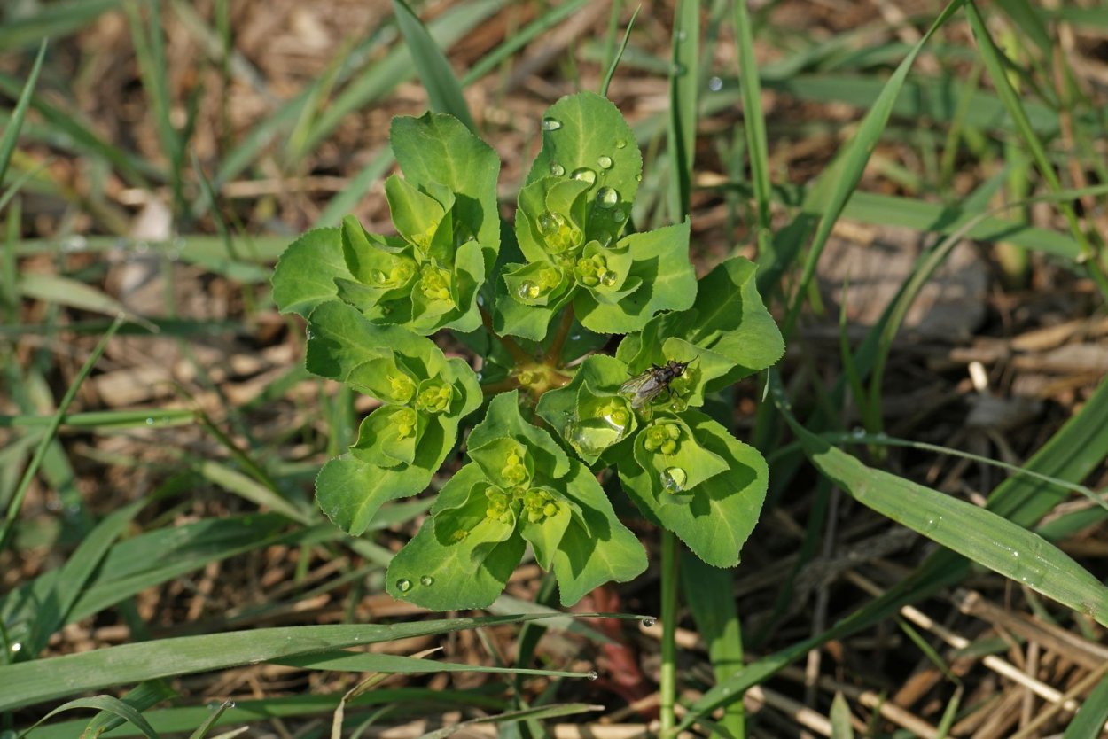 Euphorbia helioscopia молочай солнцегляд