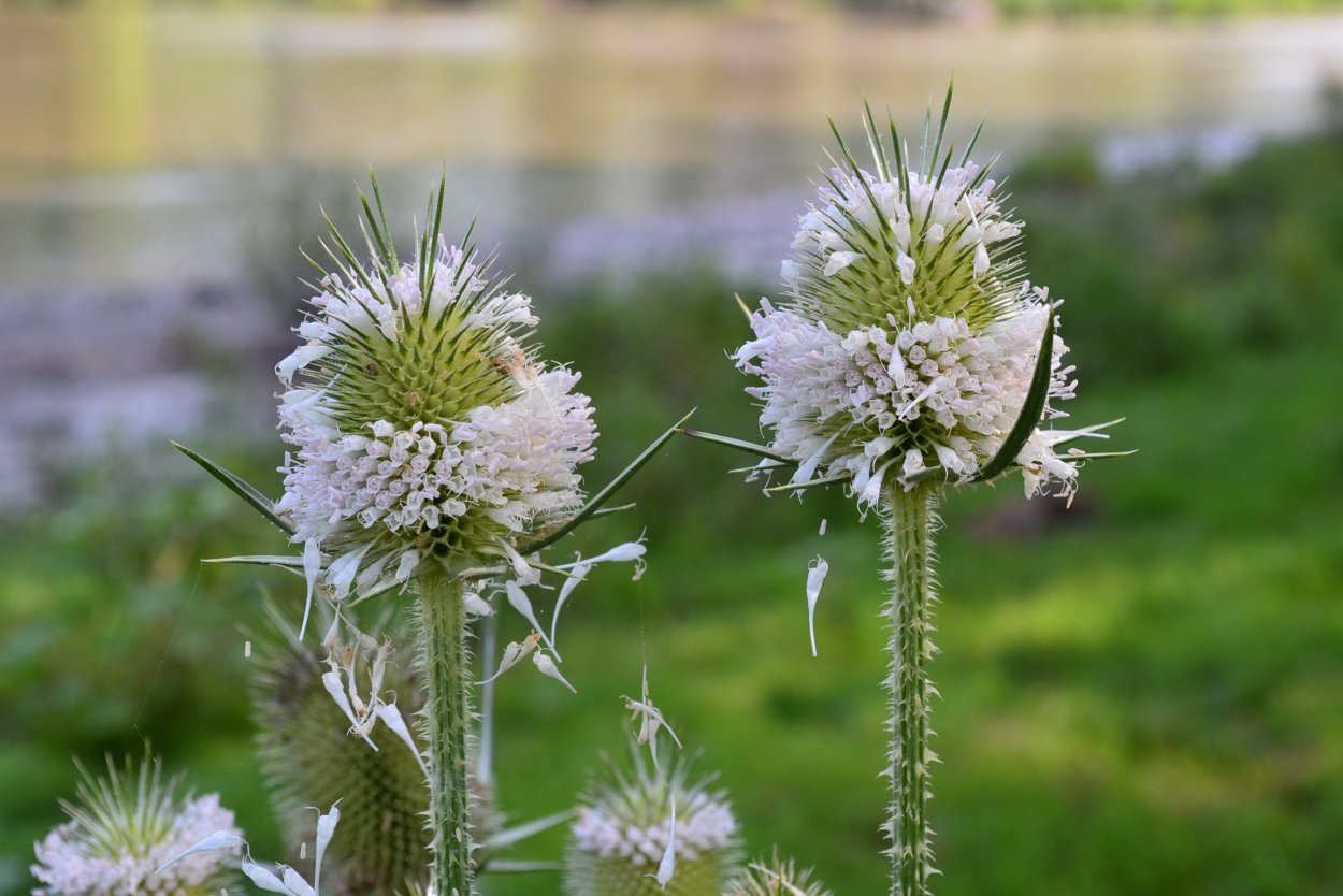 Лопух большой Arctium Lappa