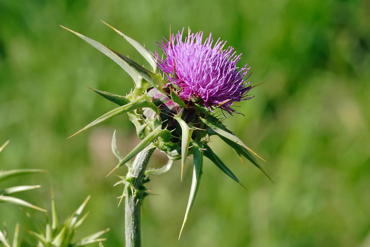 Дурнишник Xanthium