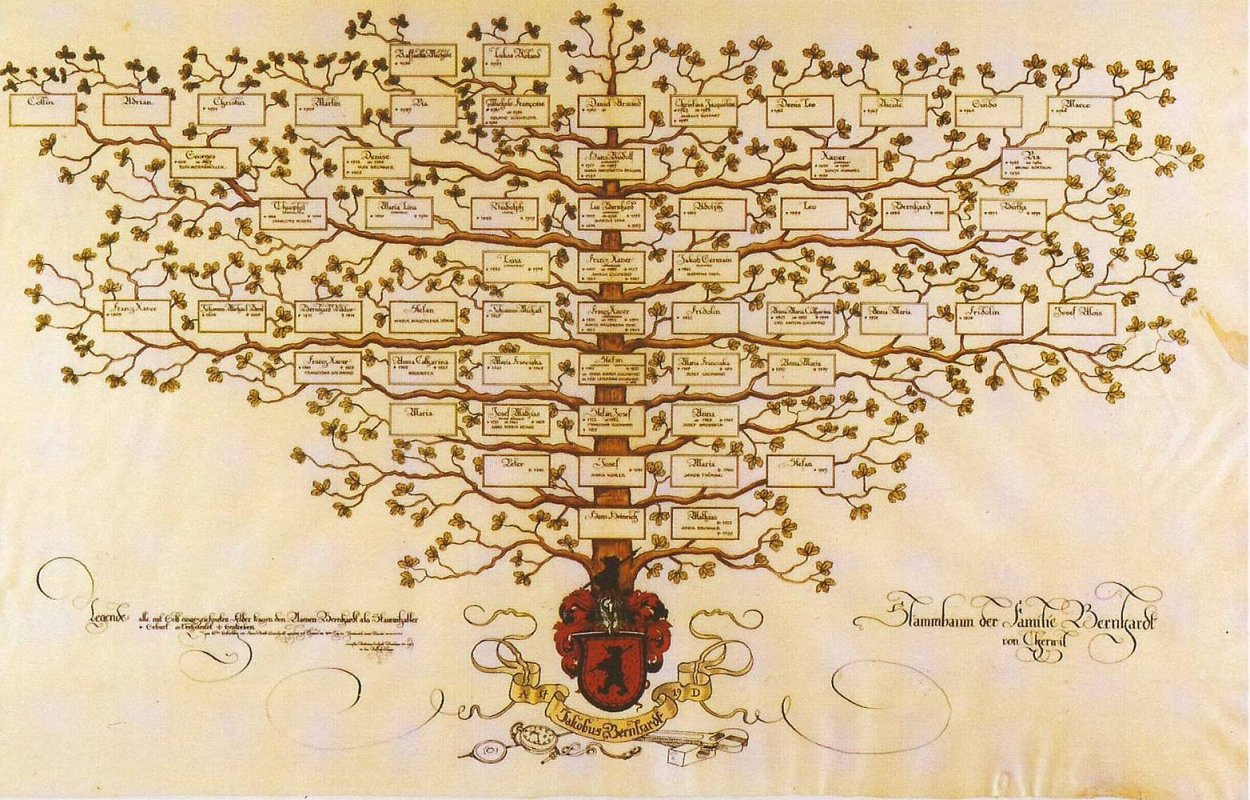 Корни дерева