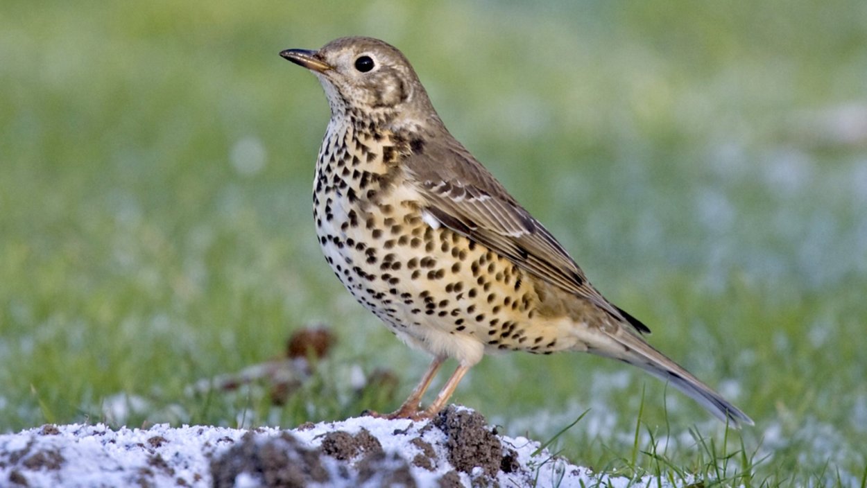 Дрозд - Thrush