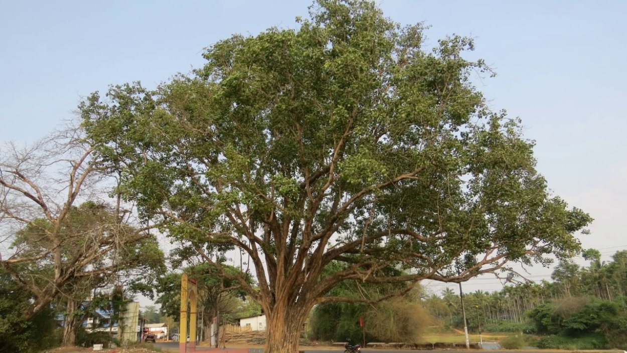 Дерево Ficus religiosa