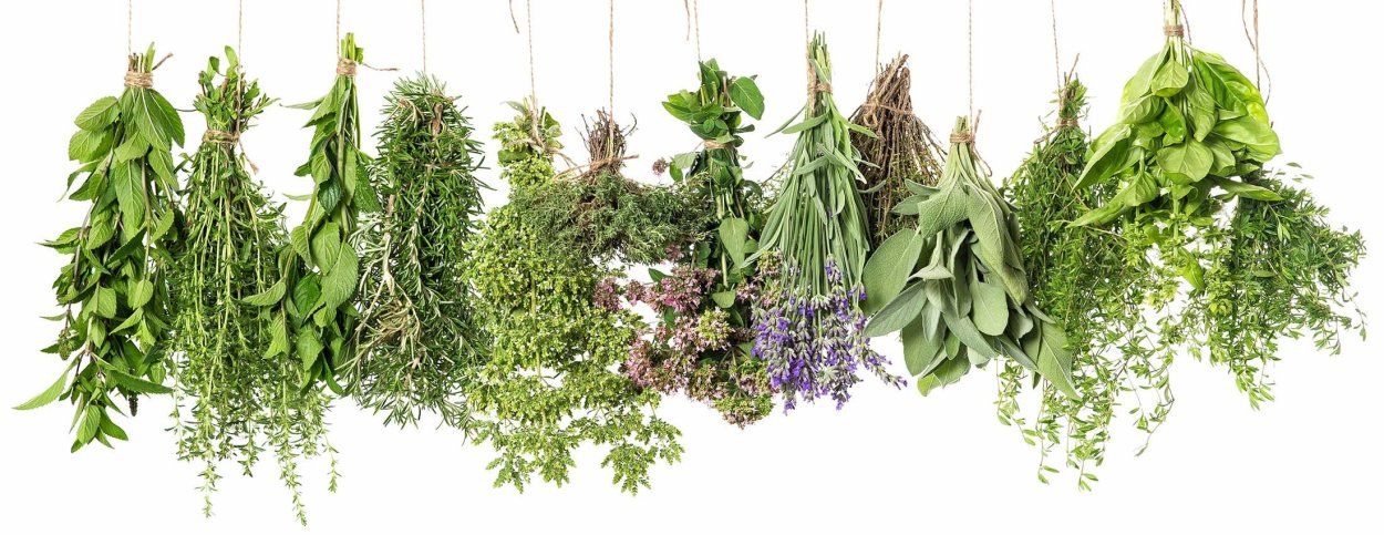 Лекарственные травы картинки