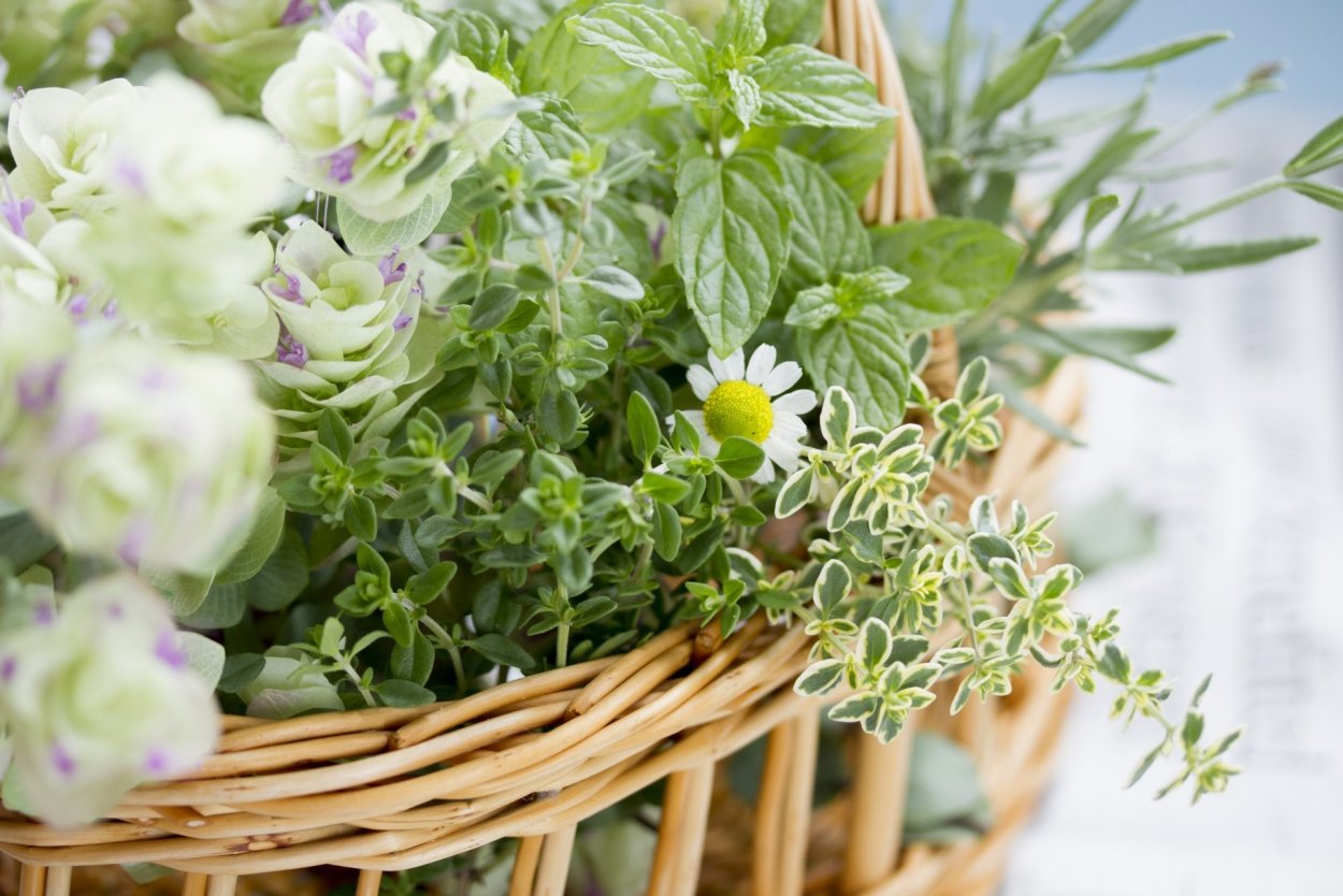 Полынь пижма зверобой