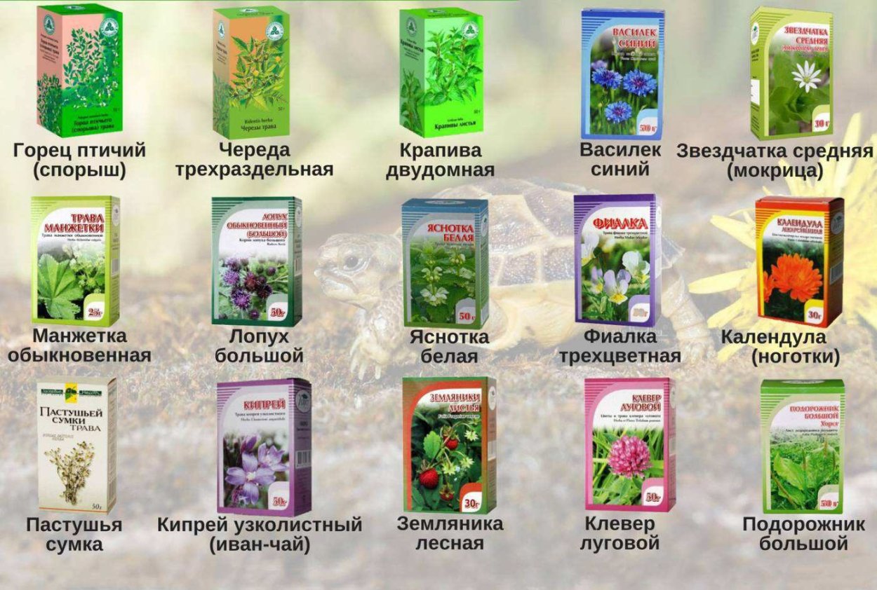 Кисловодский горный чай