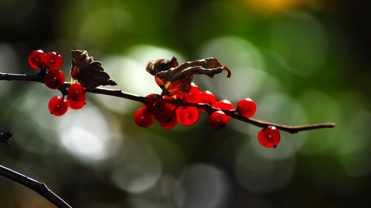 Ягоды макро