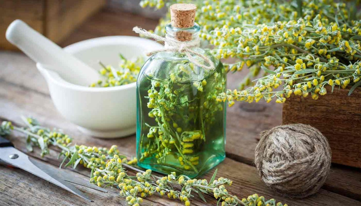 Базилик и орегано разница