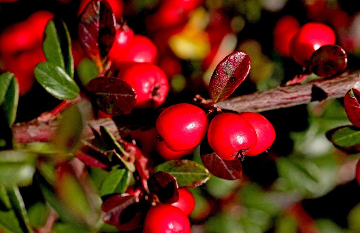 Кизильник ягоды