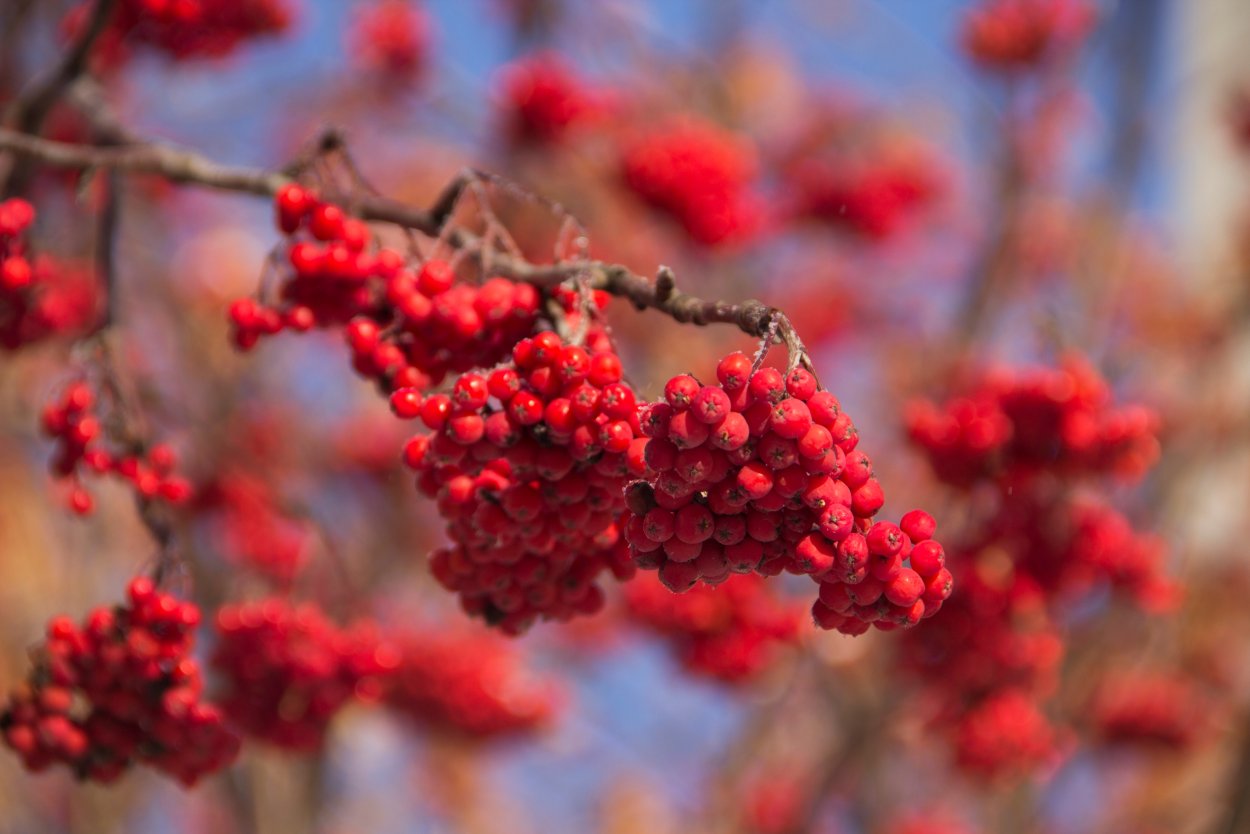 Красные ягоды осенью