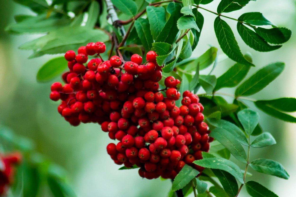 Рябина Вильморена