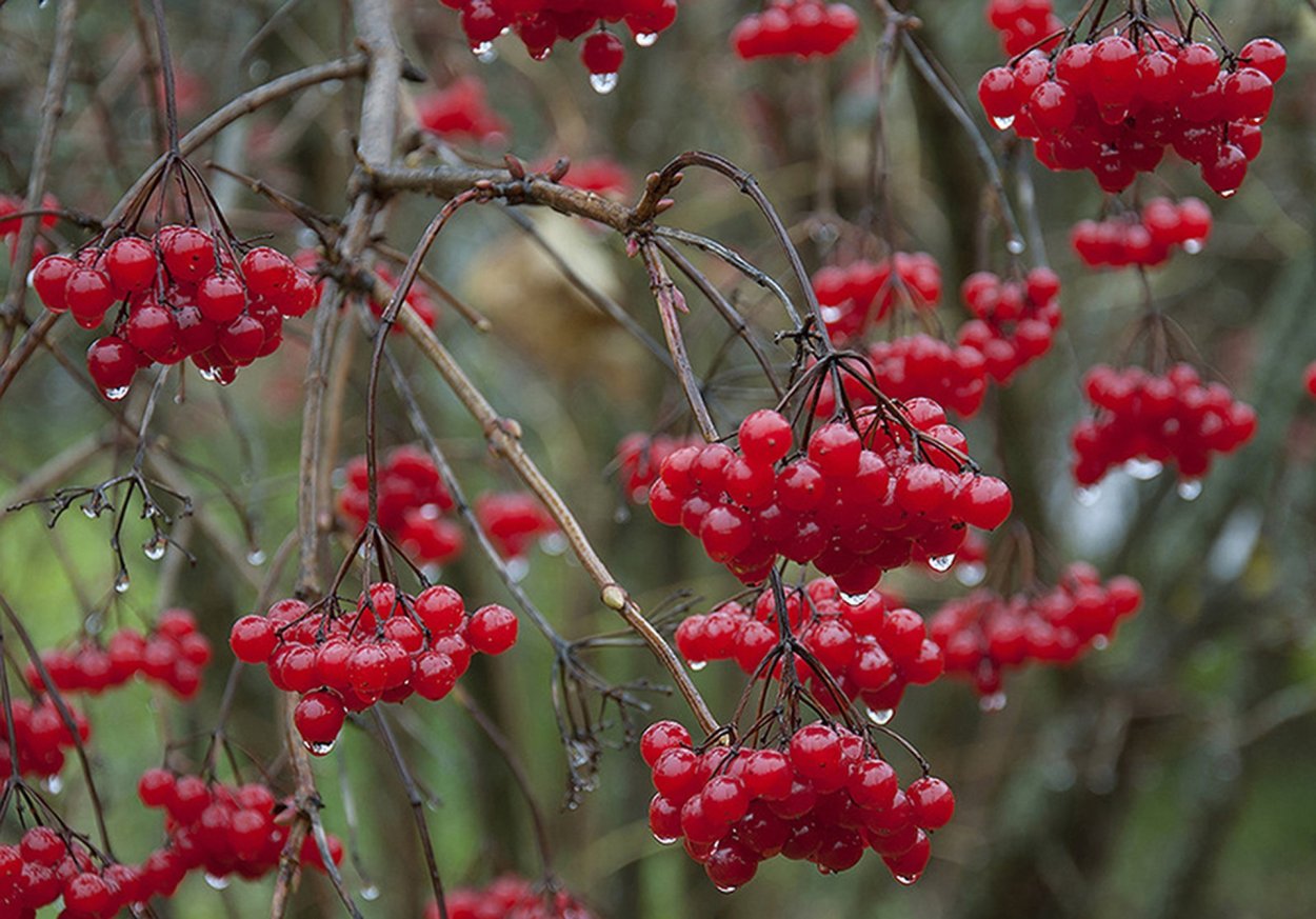 Рябина поздняя