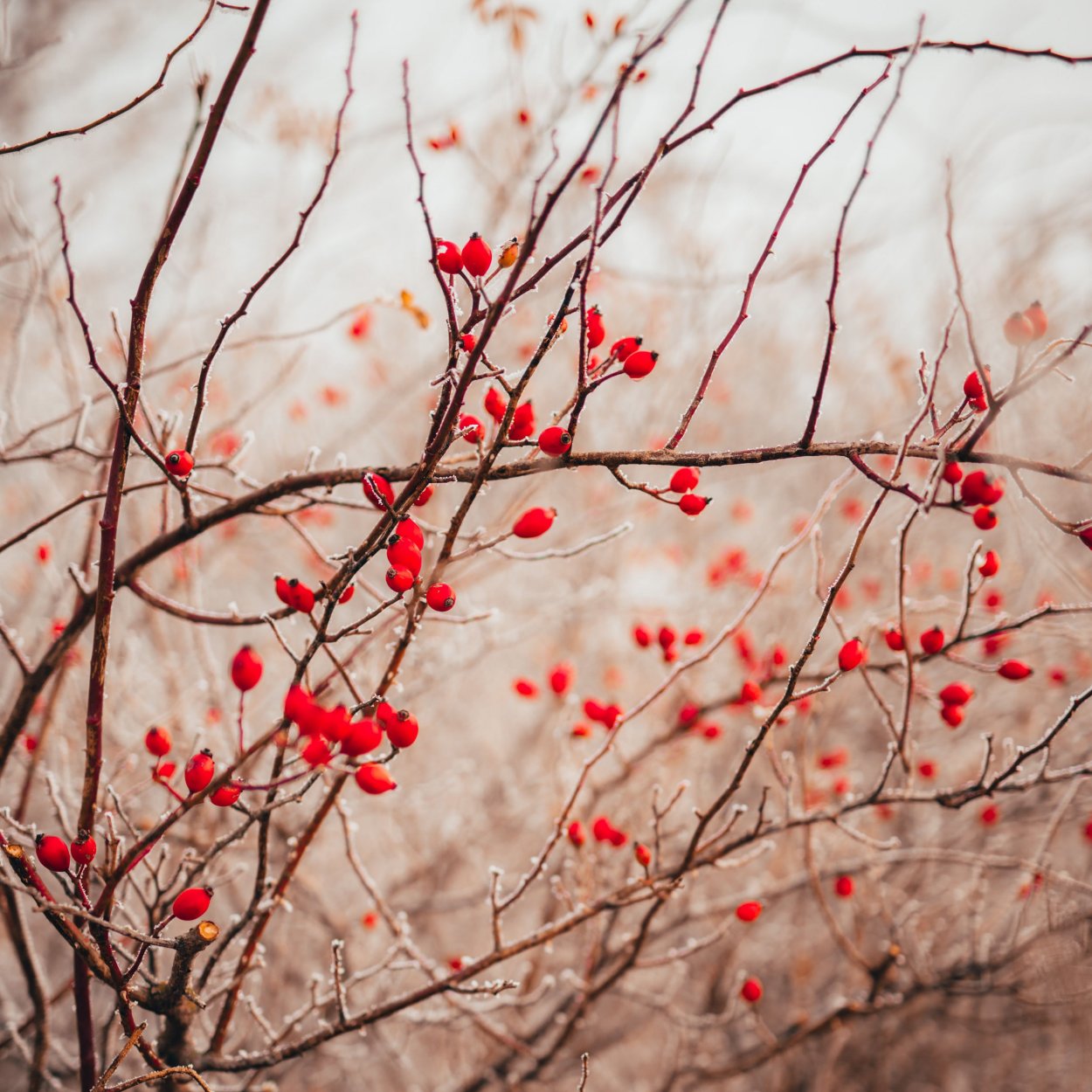 Ветка с красными ягодами