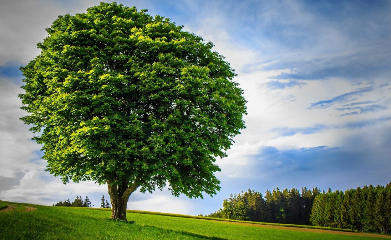 Plant more Trees плакат