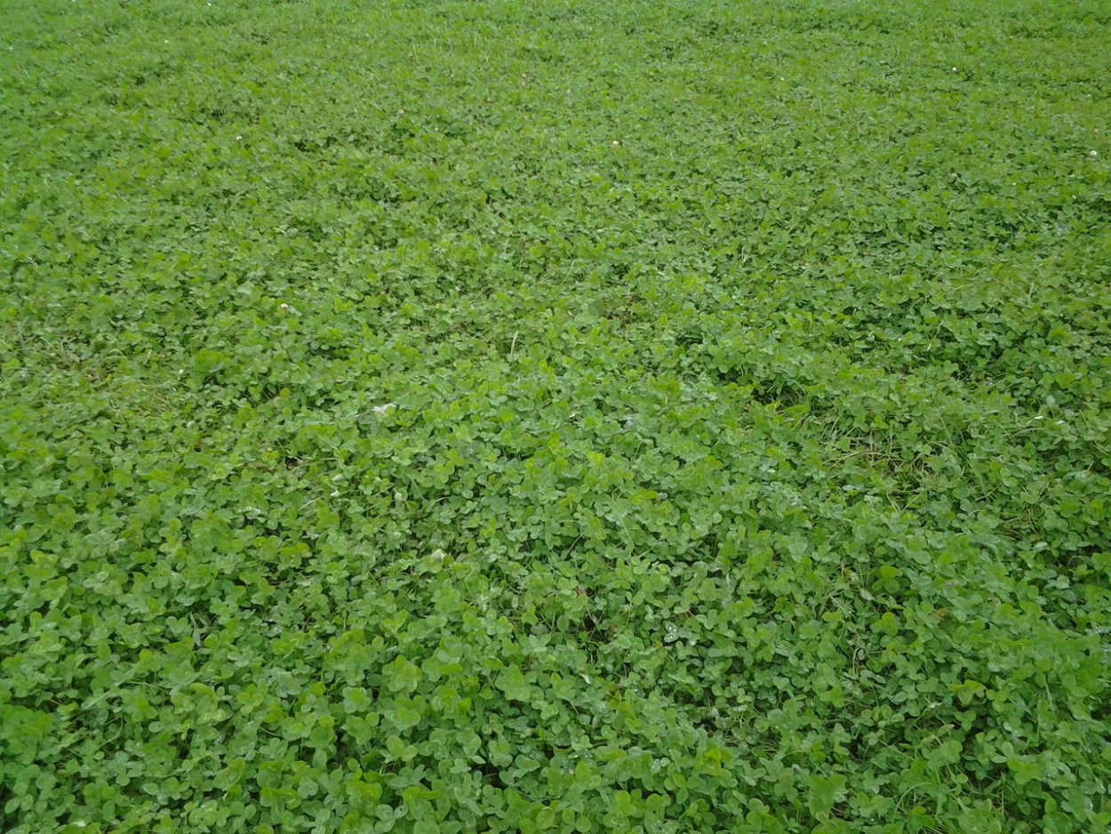 Клевер газонный низкорослый