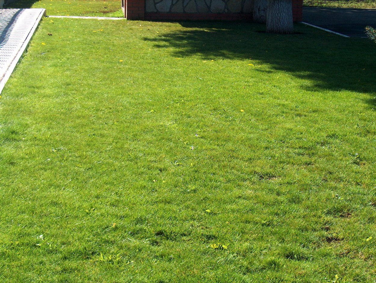 Газонная трава бархатная лужайка