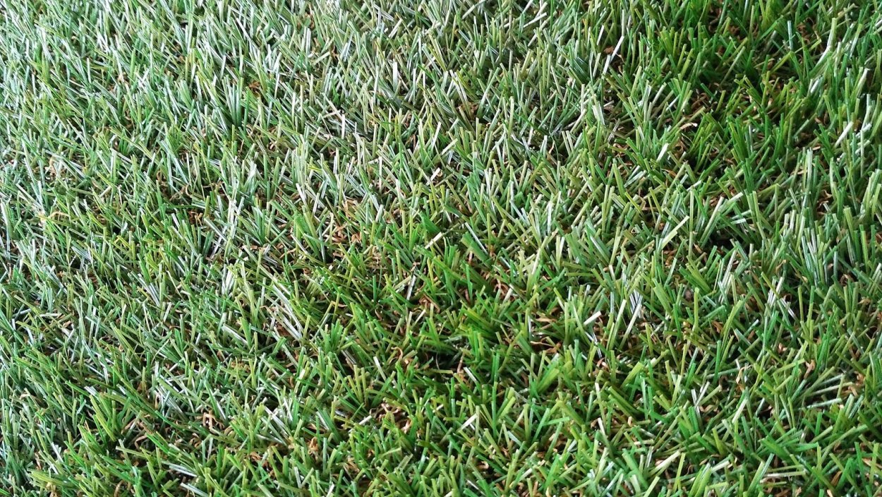 Трава газонная низкорослая