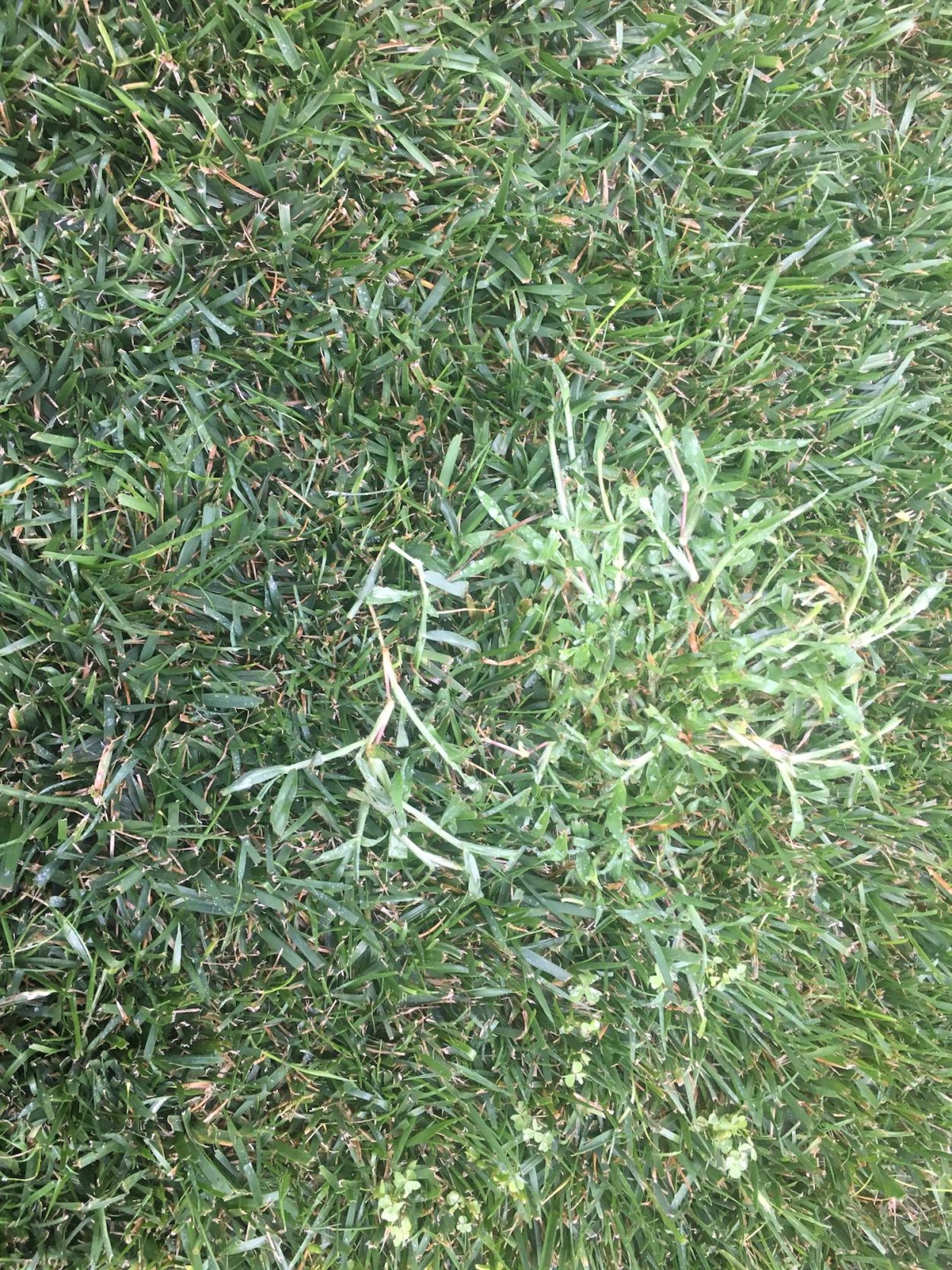 Мучнистая роса на газоне