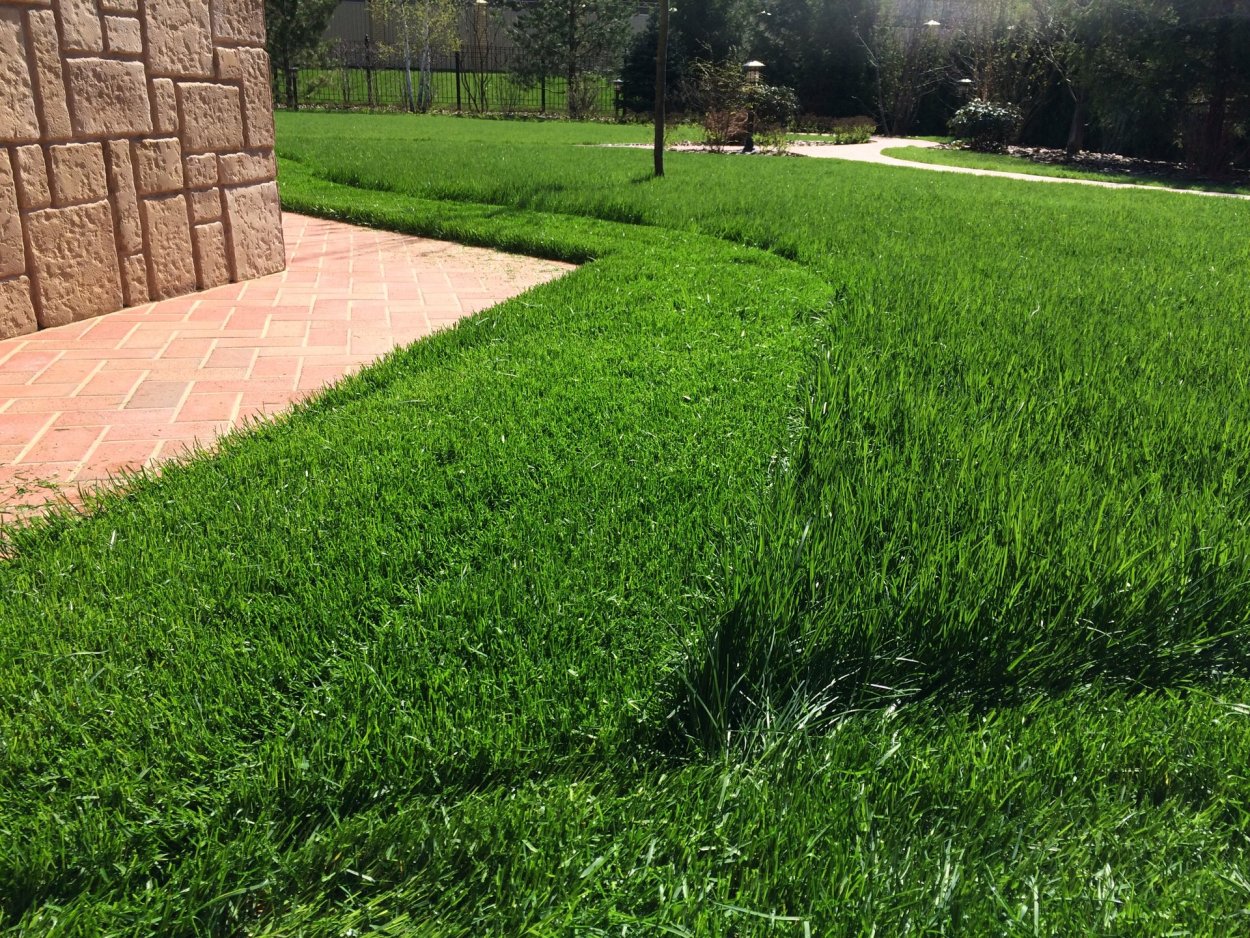 Нестриженный газон