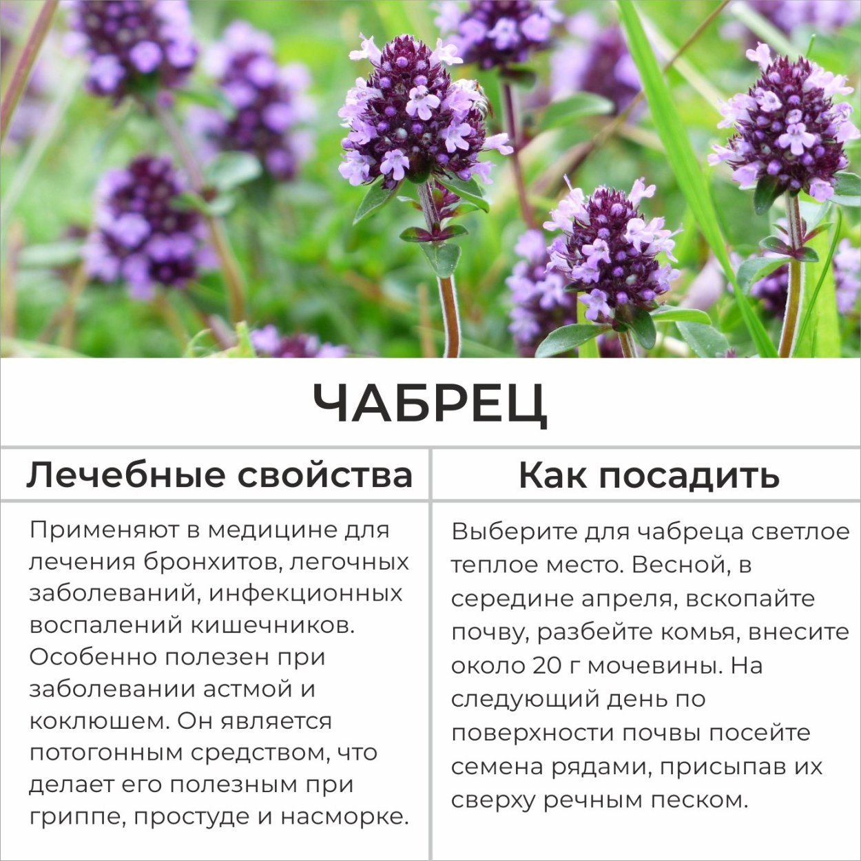 Чабрец тимьян ползучий описание