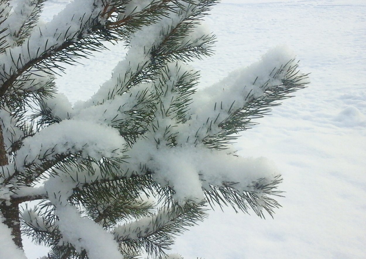 Зимняя ель