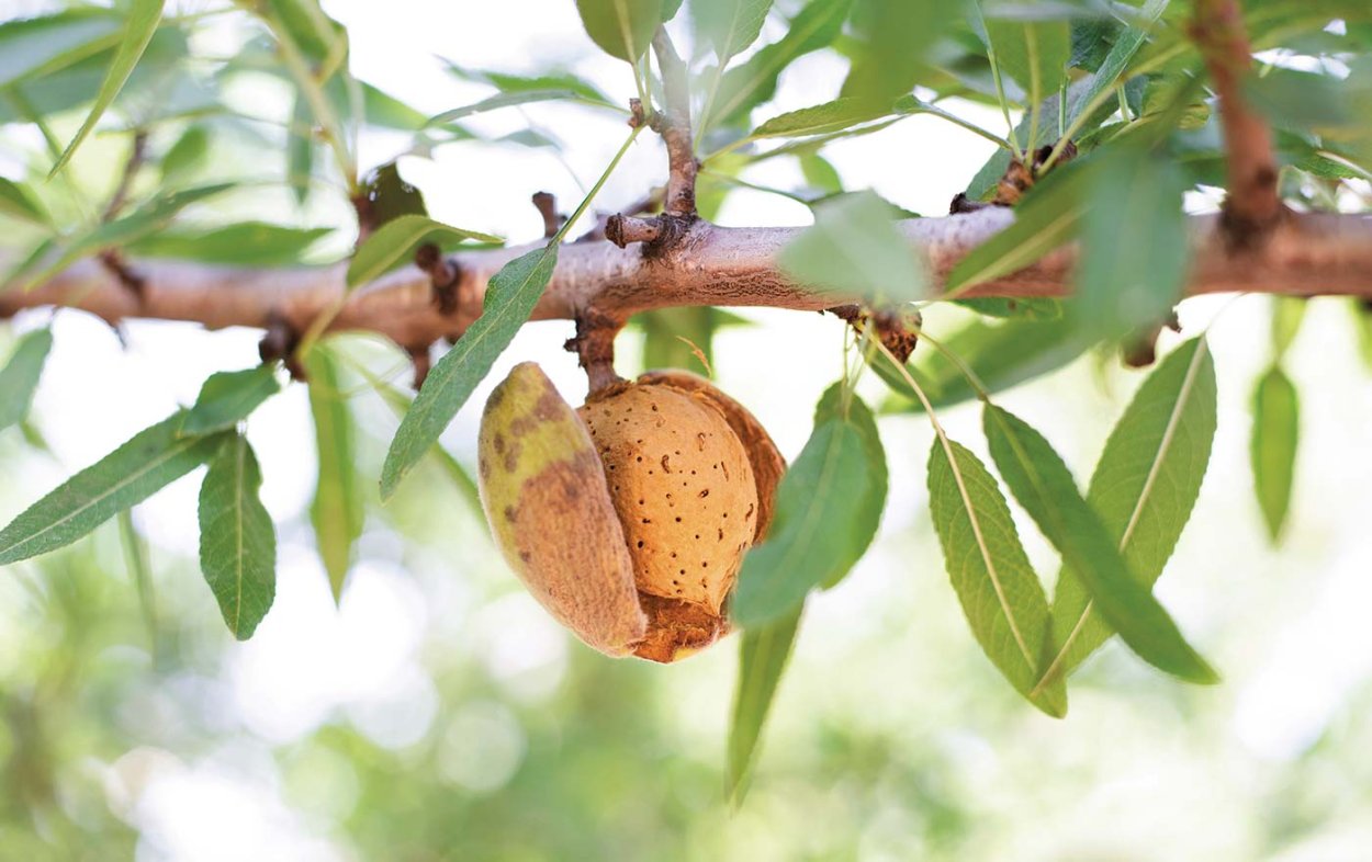 Amygdalus Dulcis Oil