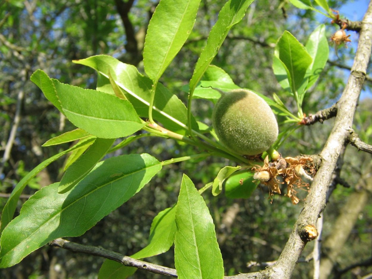 Миндаль обыкновенный (Prunus Dulcis)