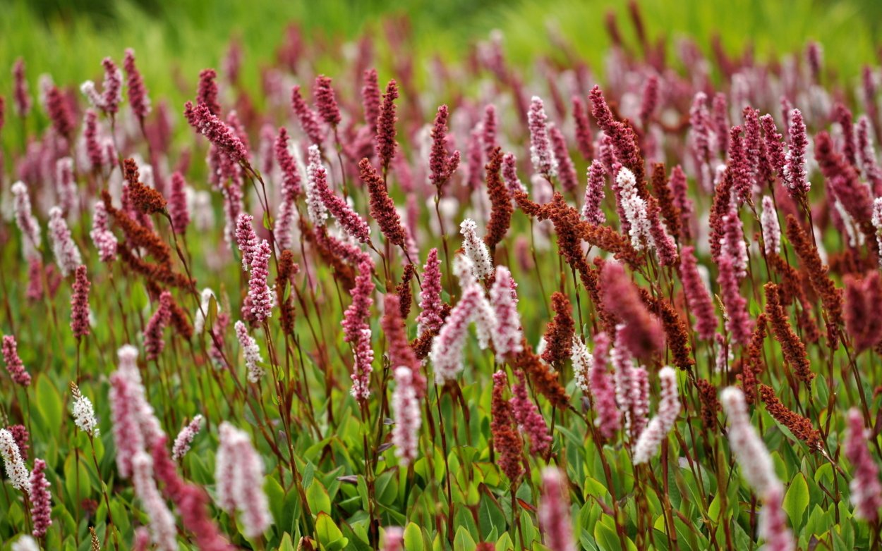 Горец родственный (Polygonum affine `Daijeerling Red`)