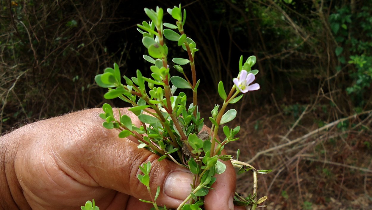 Брами (Брахми, Bacopa monnieri) - саженец брами (Брахми, Bacopa monnieri)
