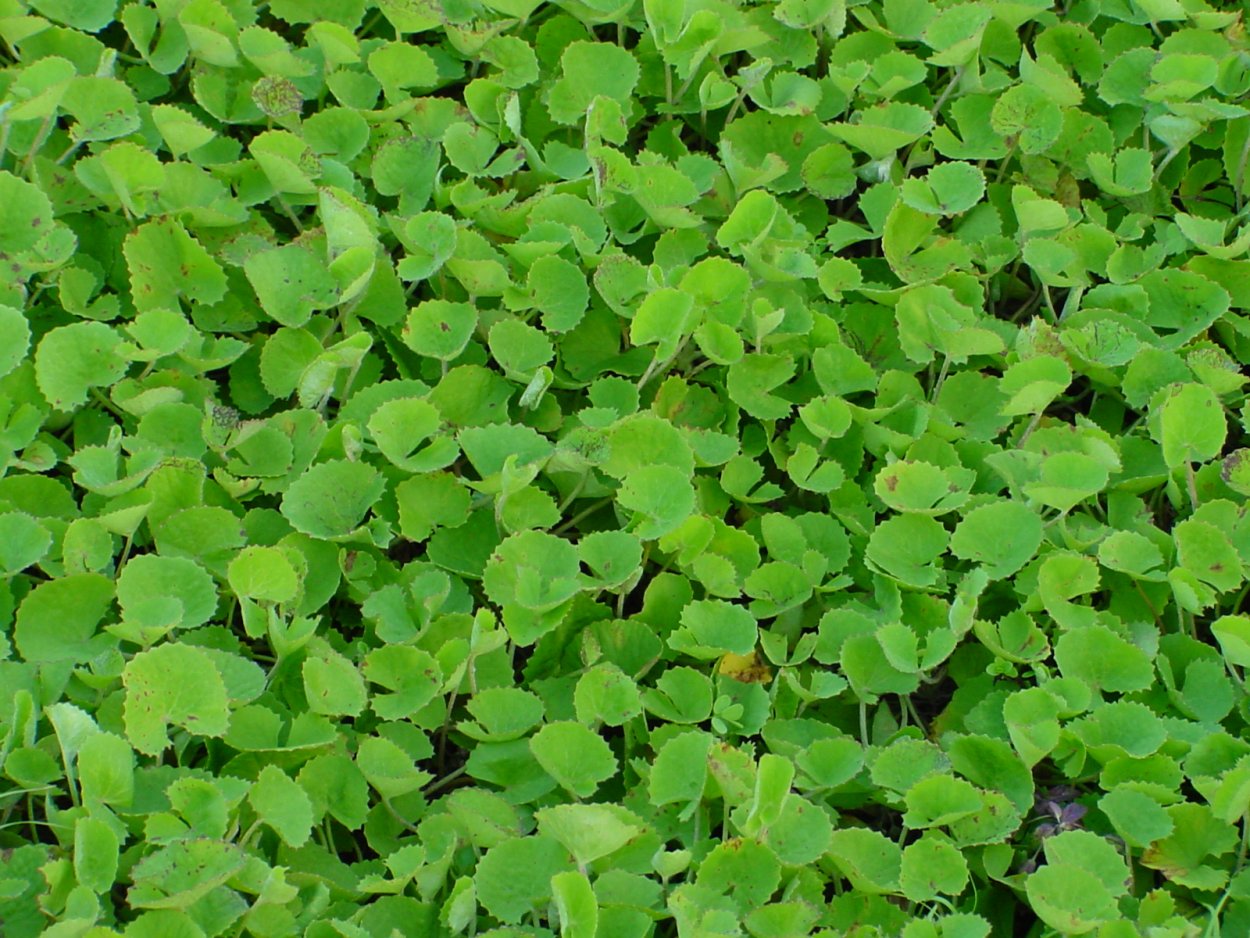 Бакопа Монье (Bacopa monnieri)