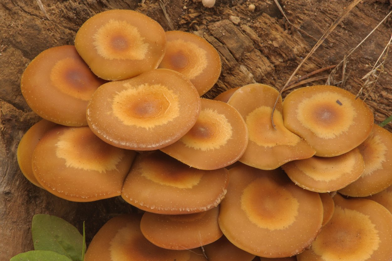 Pholiota mutabilis