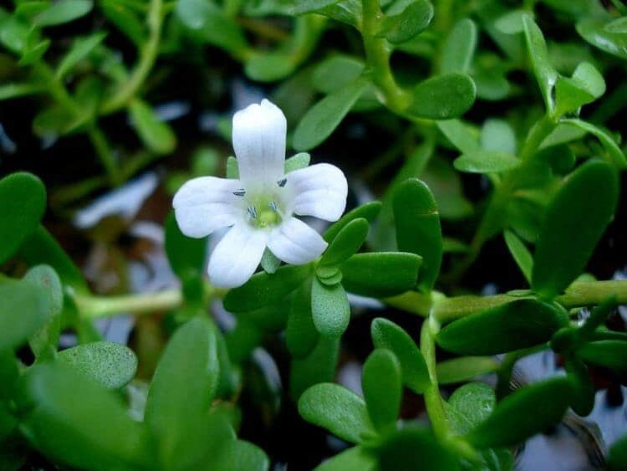 Brahmi растение